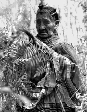 1985 photo of Seminole medicine woman Susie Billie collecting plants