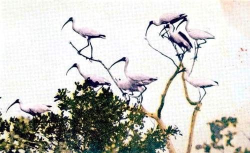 Vintage postcard of ibises on the Tamiami Trail through the Everglades