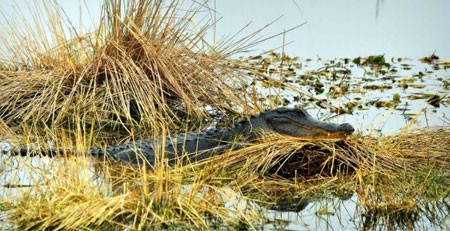 Photo of alligator in water.
