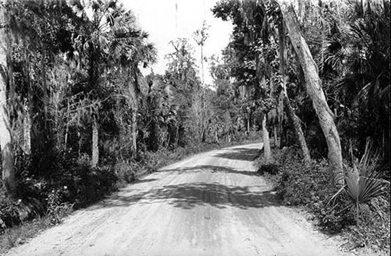 1920s photo of a road through a forest at Clermont, Florida