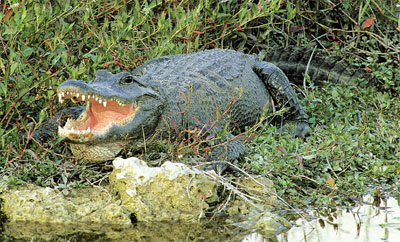Aligator american American Alligator:
