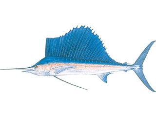 State Saltwater Fish