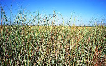Image result for Sawgrass images"